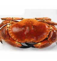 [20028] CW 600/800g英国黄金膏蟹 22.05LB