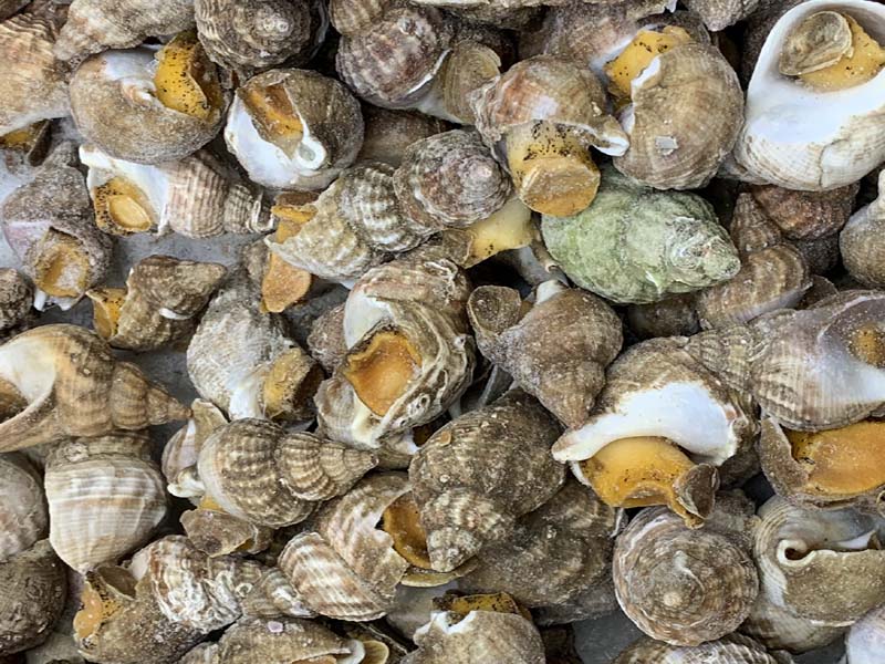 [20164] 英国黄金螺 22LBS